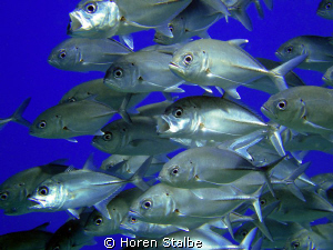 Bigeye trevally. Was taken with Sony Cybershot. by Horen Stalbe 